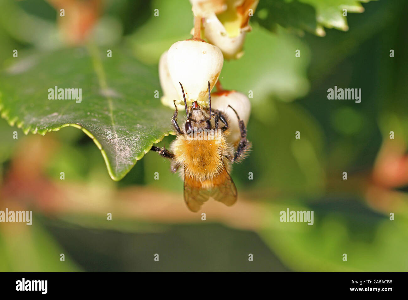 Einsame hairy footed Blume Biene anthophora plumipes männliche Latein Fütterung auf ein Strawberry tree blossom Latin Arbutus unedo ähnlich einer Hummel Stockfoto