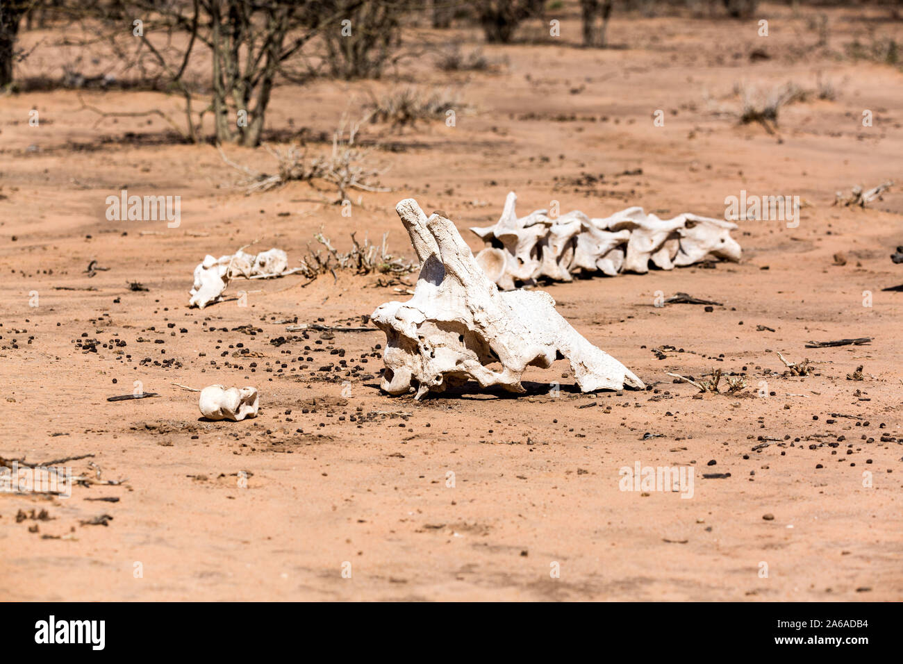Alte Schädel und Knochen von einer Giraffe, Namibia, Afrika Stockfoto