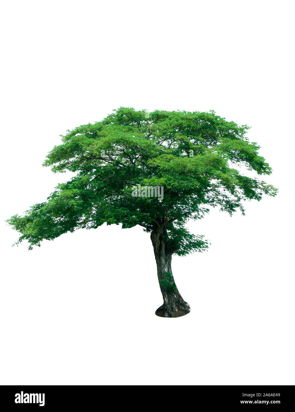Mit grünen Blättern auf weißem Hintergrund Baum. Tropischen Baum. Zierbäume für dekorative im Garten Stockfoto