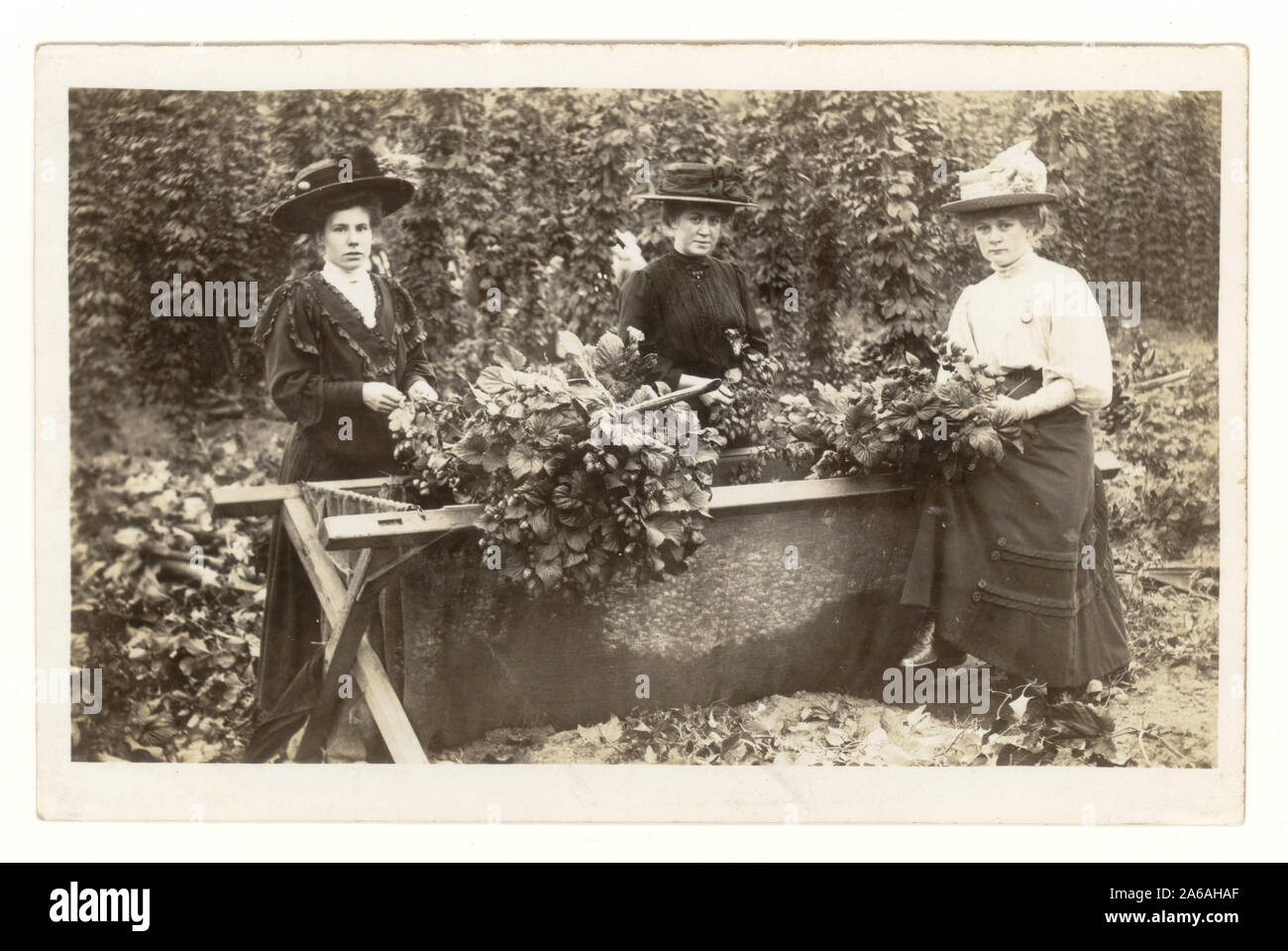 Ursprüngliche Postkarte aus dem frühen 20. Jahrhundert mit Hopfenpflückern, einer Gruppe von 3 Frauen, die Hüte auf einem arbeitsfähigen Hopfenpflückerurlaub tragen, die Hopfenbinen (auch als Hopfenreben oder Girlanden bekannt) in Hopfenbehälter legen und für ein Foto in ihrer Sonntagsbestzeit posieren. Eine charmante ländliche Szene. Um 1907, England, Großbritannien Stockfoto
