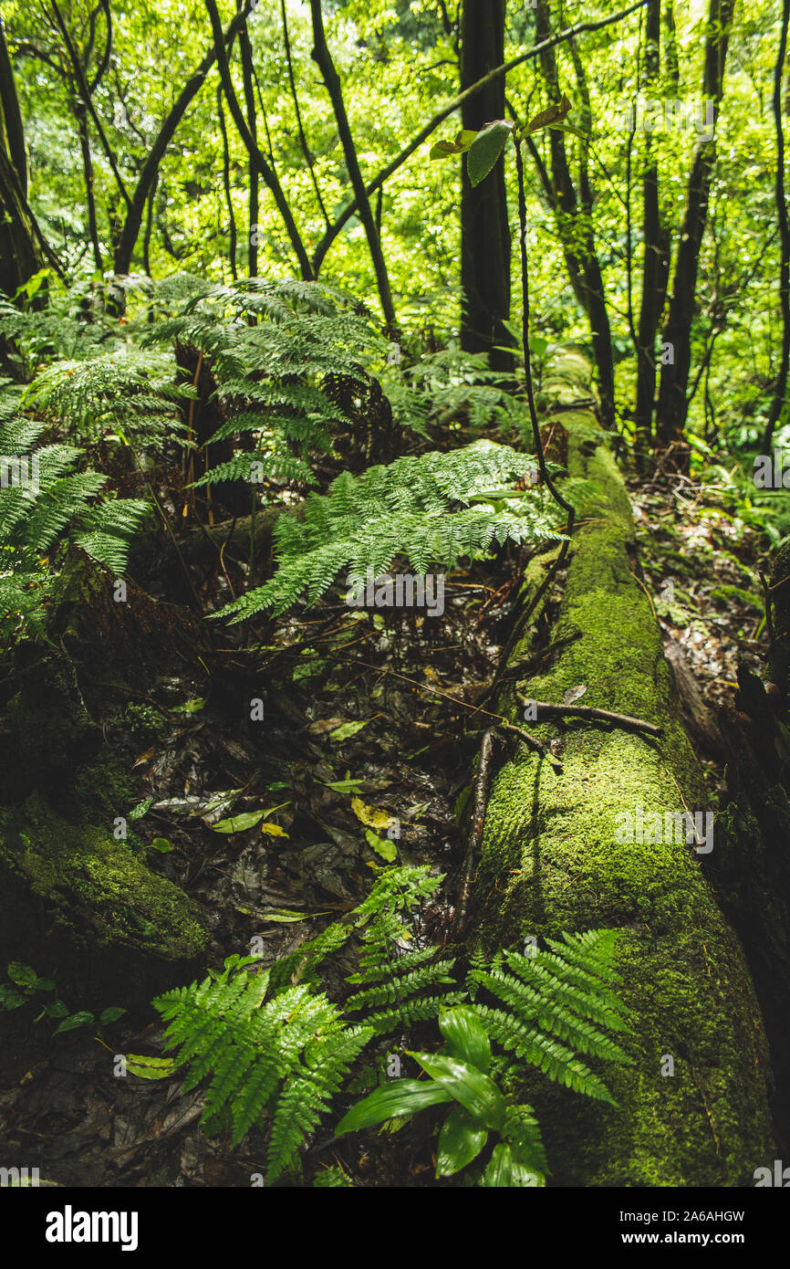 Farn Pflanzen in einen tropischen Regenwald auf den Azoren, Portugal  Stockfotografie - Alamy