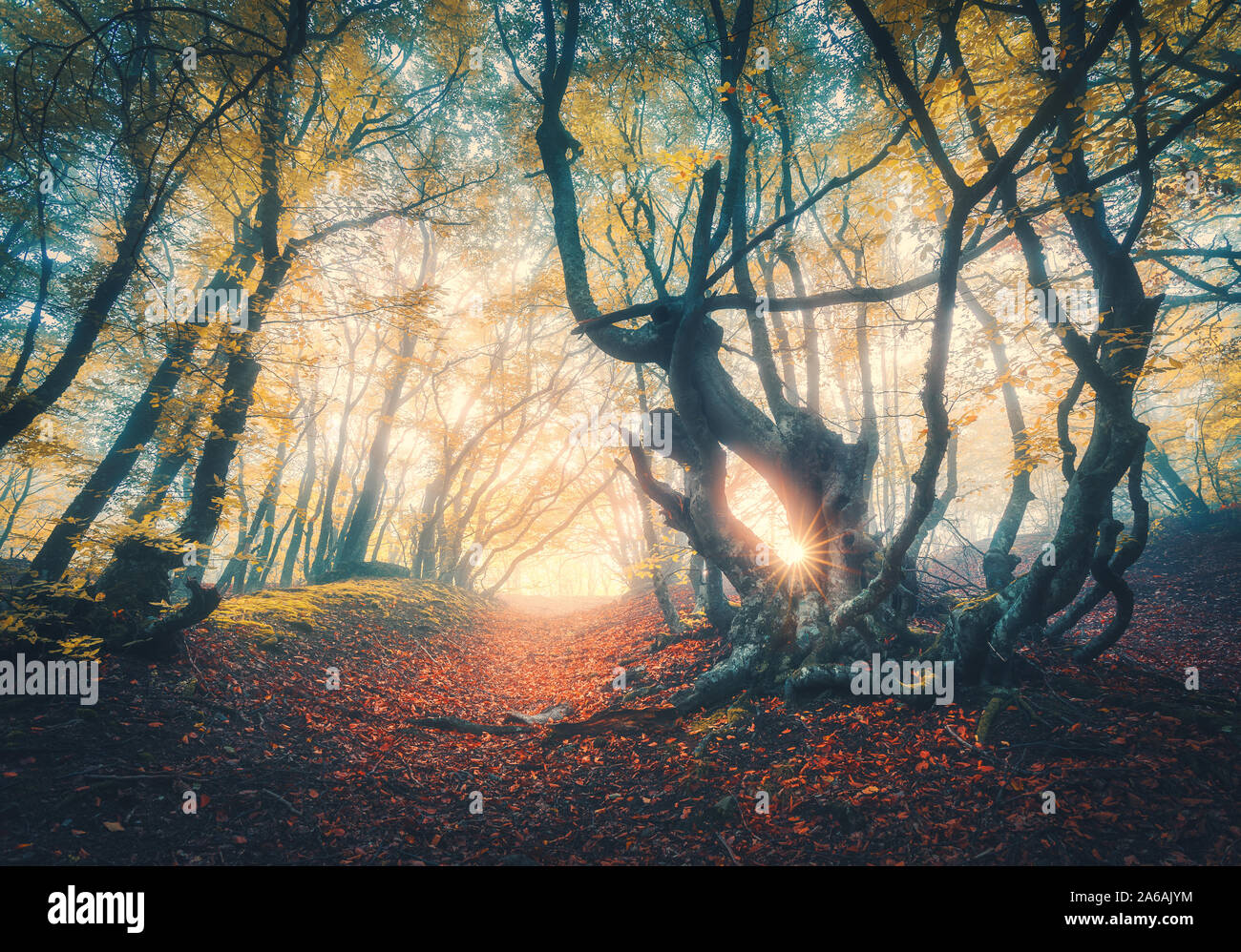 Wald im Nebel im Herbst bei Sonnenuntergang. Magische Bäume mit Sonnenstrahlen Stockfoto