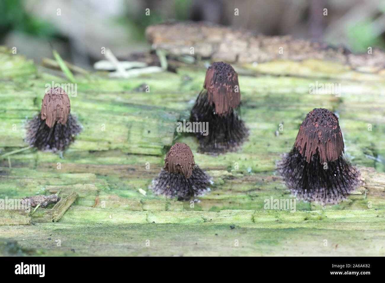 Stemonitis fusca, wie Rohr Schleimpilze bekannt Stockfoto