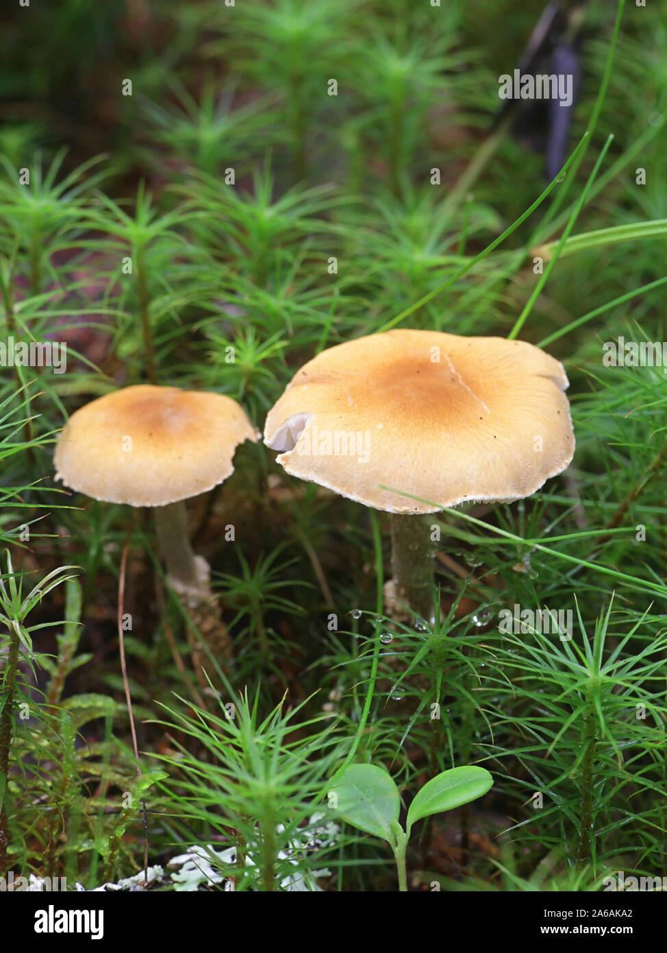 Cystoderma amianthinum, gemeinhin als Safran Sonnenschirm, den Safran Pulver-cap, oder den erdigen Pulver-Cap. Stockfoto
