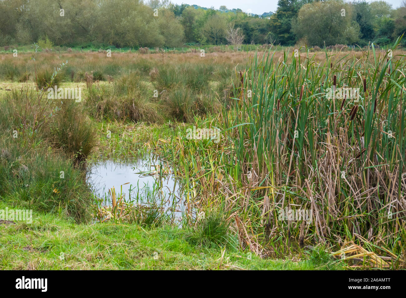 Sumpfland, Bullrushes, Wildlife, Teich, Naturschutzgebiet, hambrook Sümpfe, Whitehall, Canterbury, Kent Stockfoto