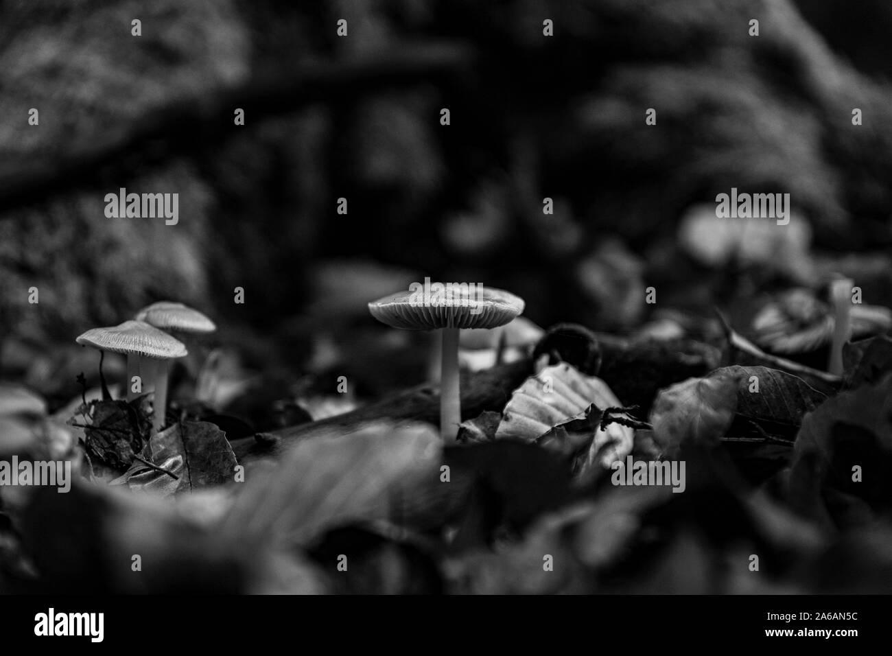 Pilze im Wald Stockfoto