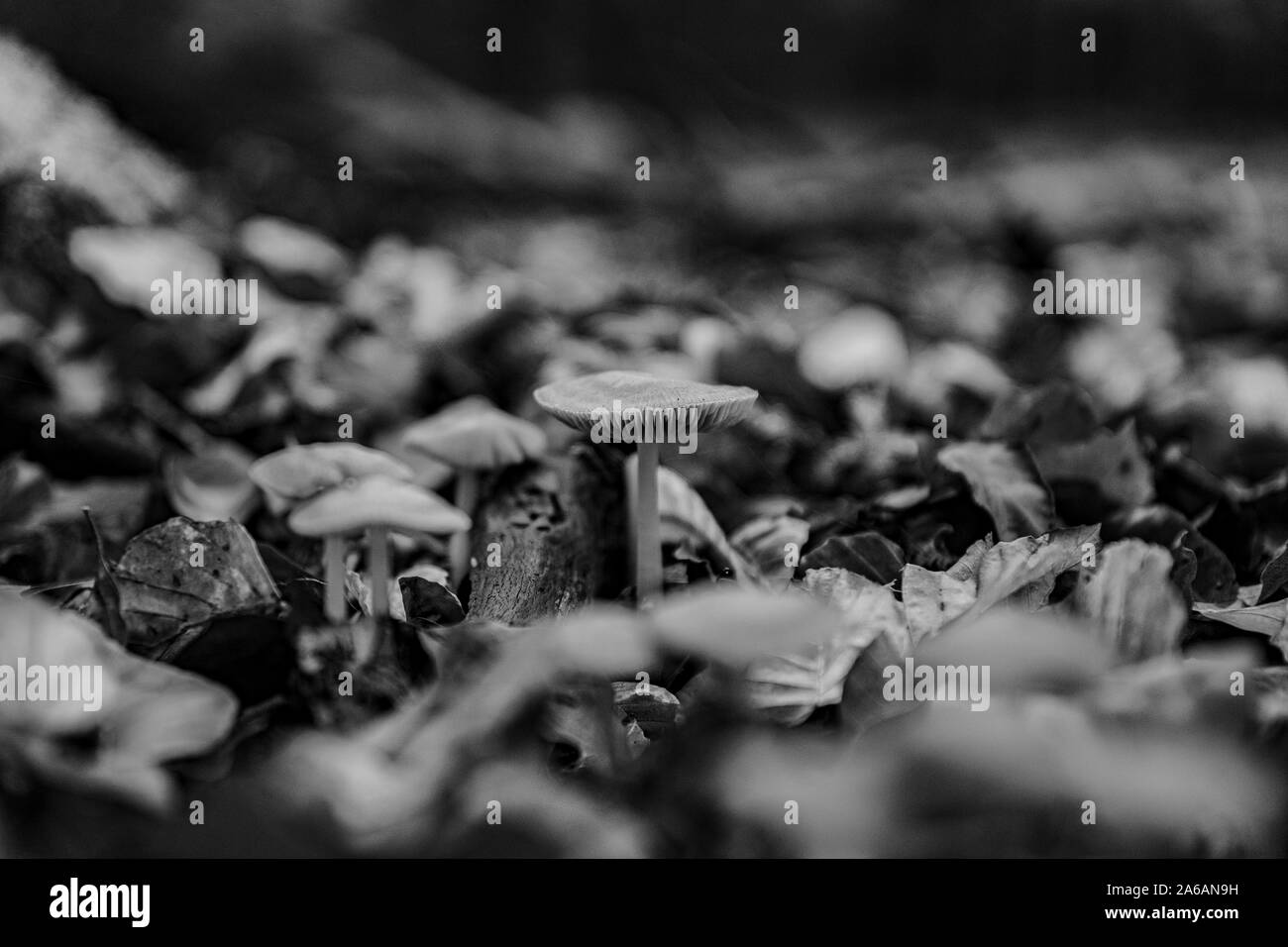 Pilze im Wald Stockfoto