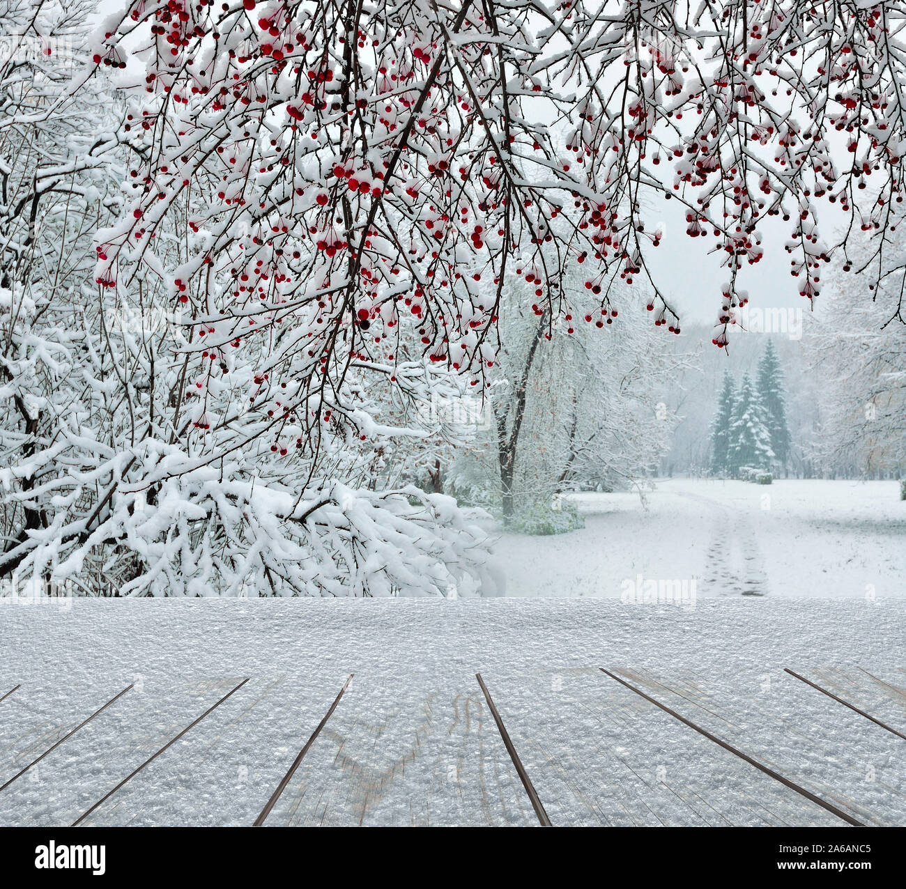 Holz- Oberfläche von Brettern mit Schnee im City Park im Vordergrund und die Zweige des wilden Apfel Baum mit roten Früchten bestreut, verschneite Tannen-Wanderweg führen. Stockfoto