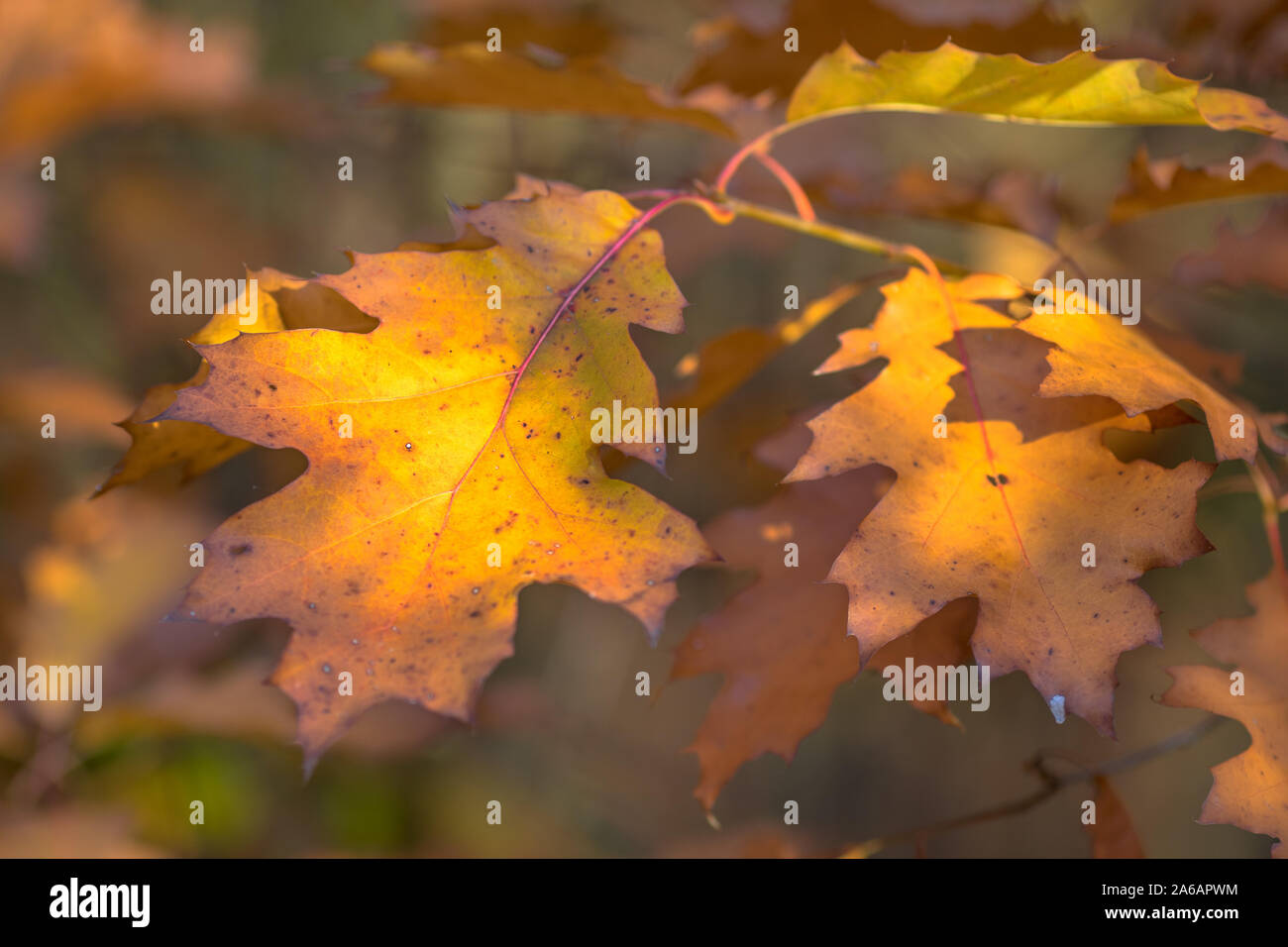 Hell Grün, Braun, Rot und Orange farbige amerikanische Eiche (Quercus rubra) Blätter im Herbst Saison Stockfoto