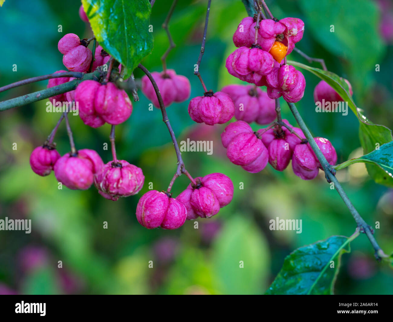 Schöne und Ungewöhnliche rosa gelappt Beeren der Spindel Baum (Euonymus europaea) im Herbst Stockfoto