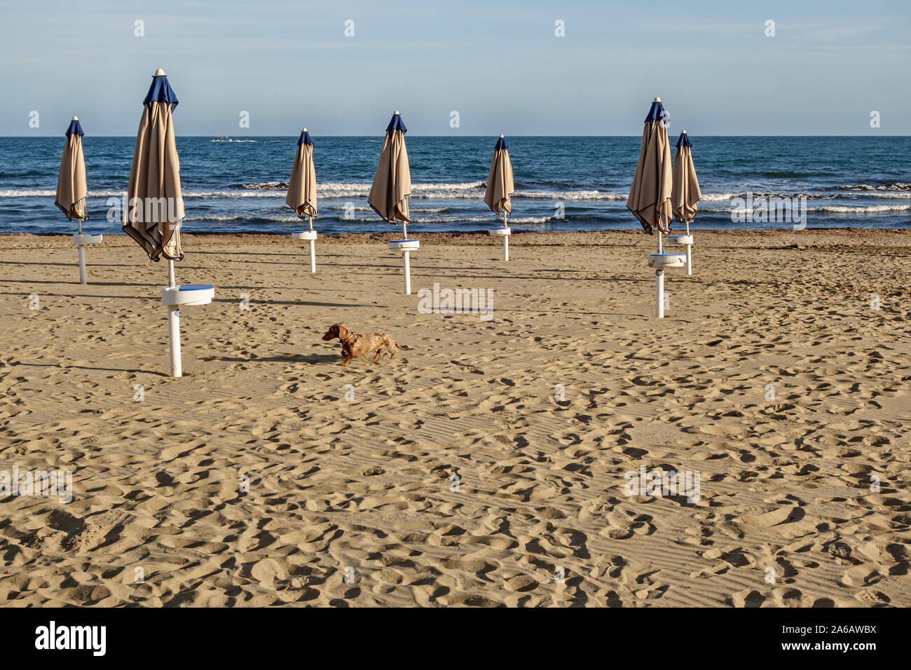 Gefaltete Sonnenschirme und ein einsamer Dackel Hund auf einen leeren Strand am Mittelmeer am Ende der Sommerferien in Italien Stockfoto