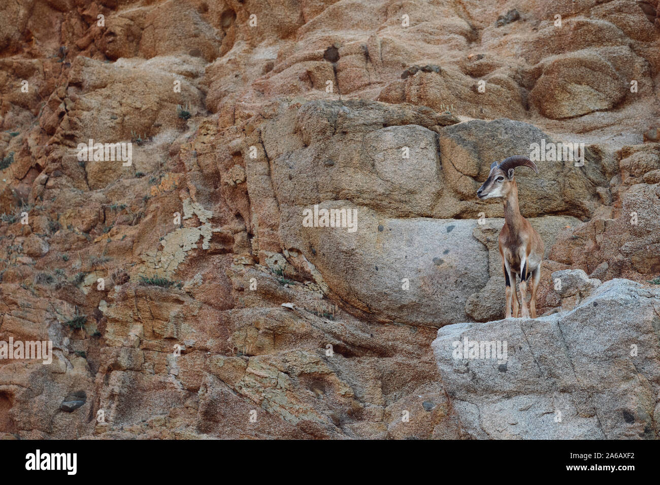 Ein junges Männchen Europäischer Mufflon (Ovis orientalis Musimon) eine sub Arten wilde Schafe auf dem Felsen aus rotem Granit Felsen in Sardinien Italien getarnt Stockfoto