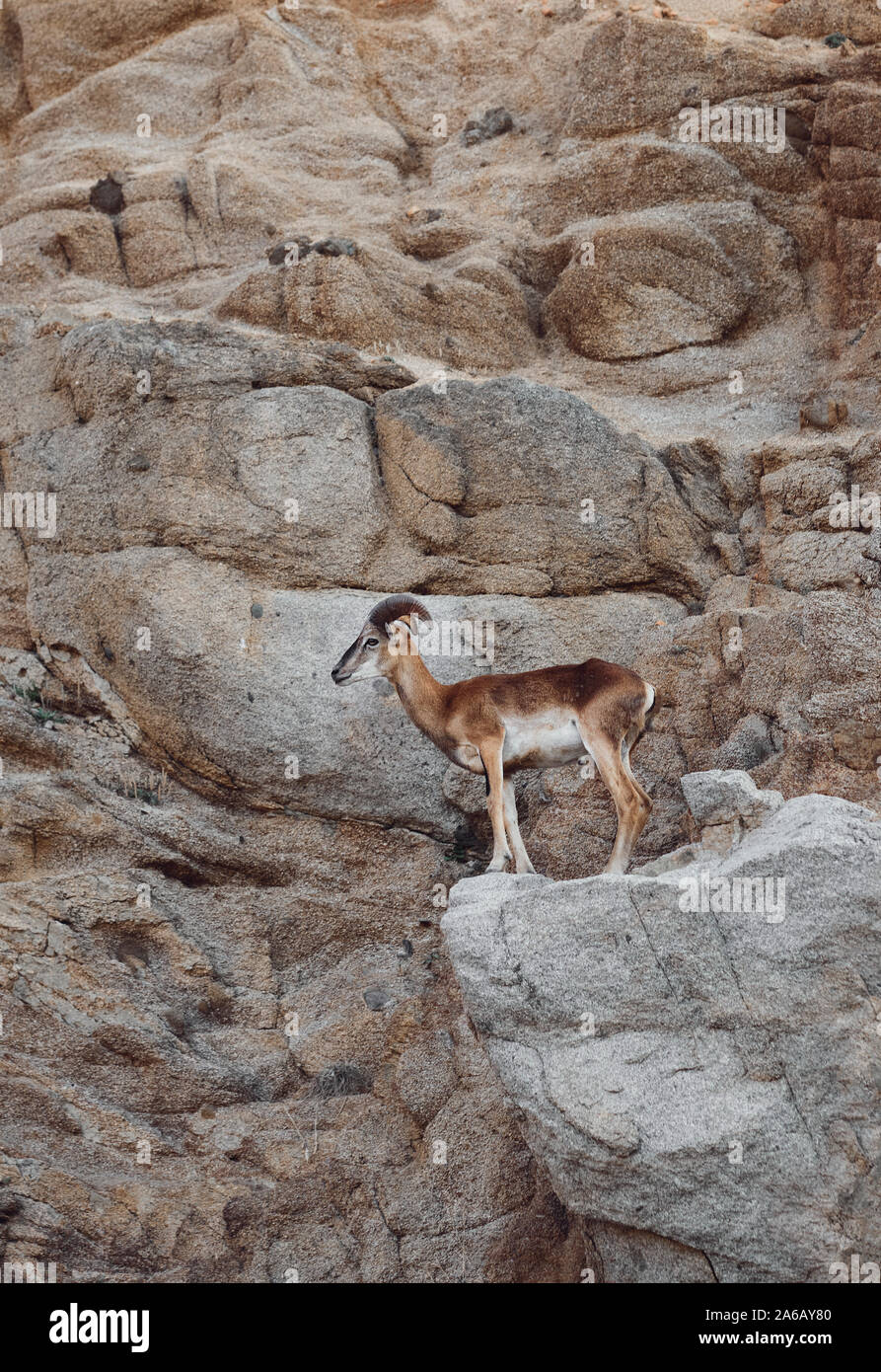 Ein junges Männchen Europäischer Mufflon (Ovis orientalis Musimon) eine sub Arten wilde Schafe auf dem Felsen aus rotem Granit Felsen in Sardinien Italien getarnt Stockfoto