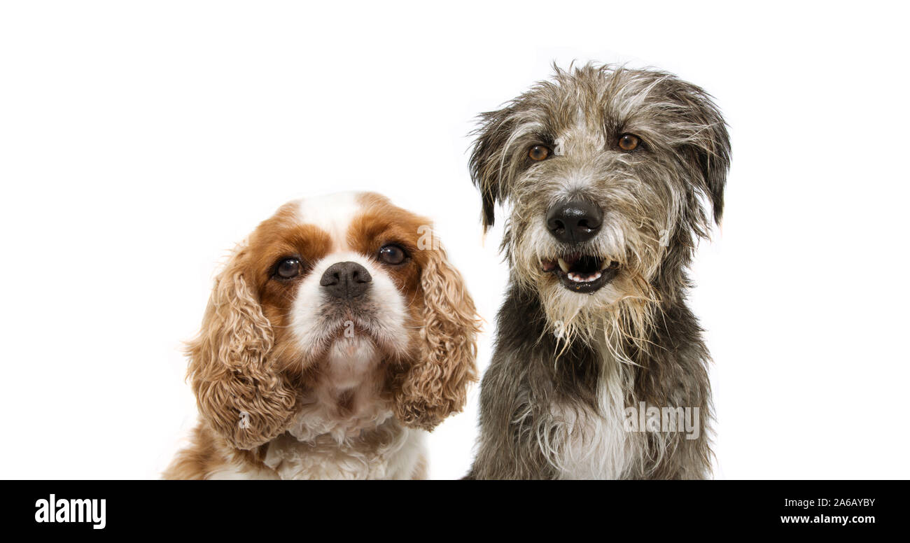 Portrait Gruppe zwei Hunde, Cavalier und Reinrassigen tramp Hund für web Seite. auf weißem Hintergrund. Stockfoto