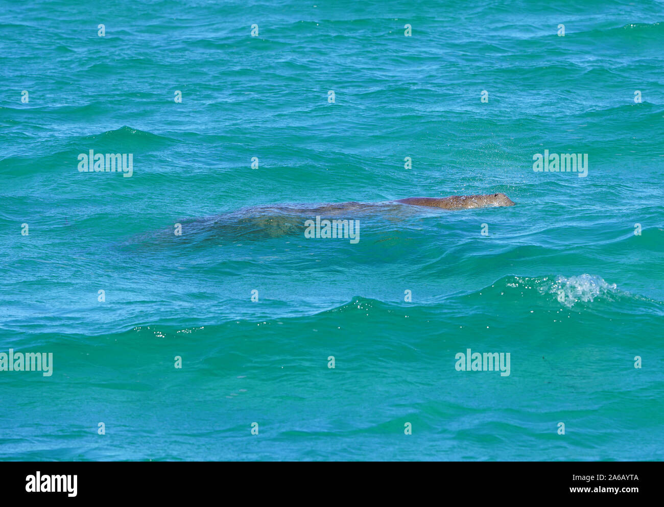 Anzeigen eines wilden Seekuh (Dugong Dugon) in das Wasser des Indischen Ozeans in Shark Bay, Western Australia Stockfoto
