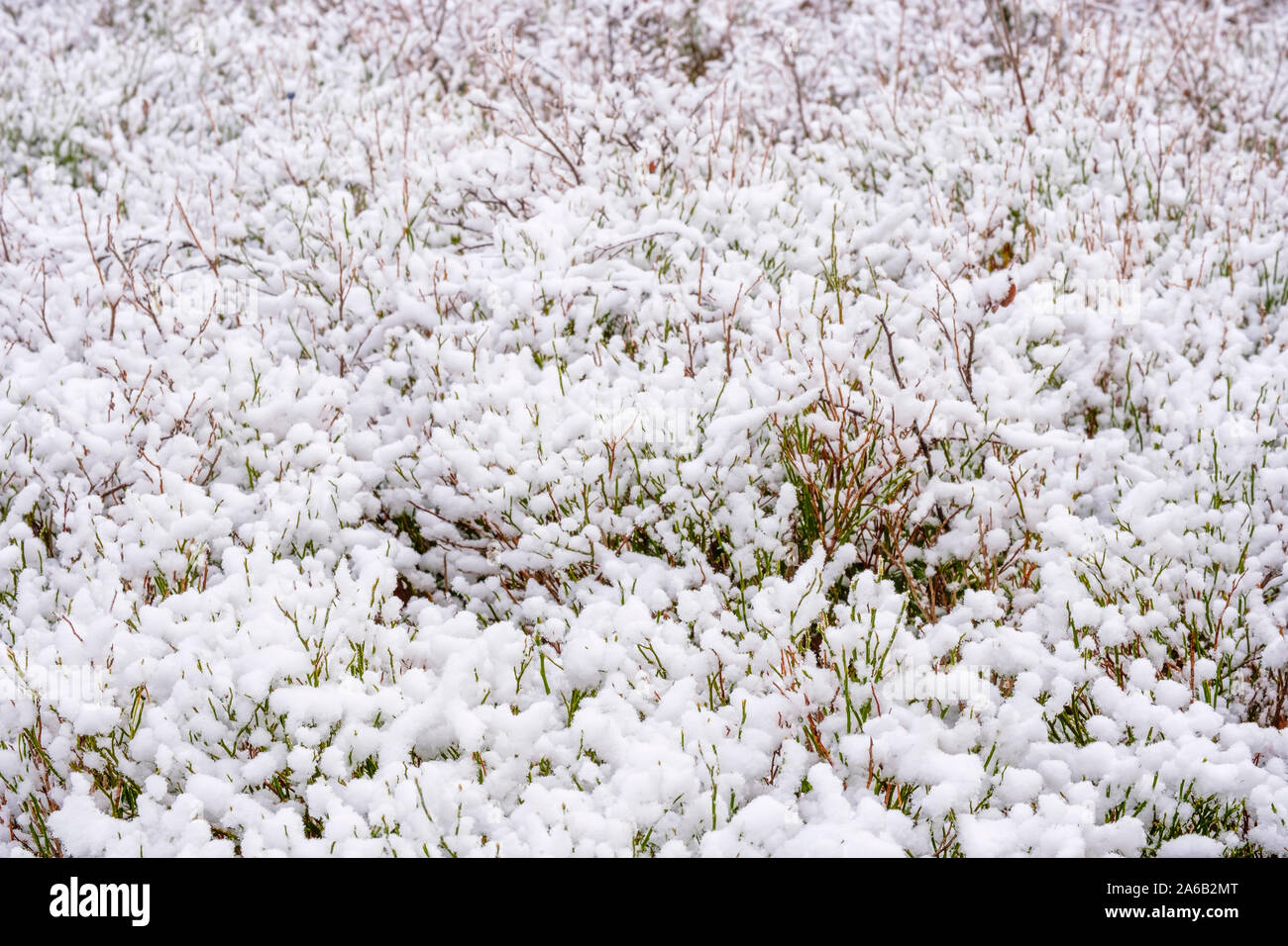 Frischer Schnee auf dem Waldboden Stockfoto