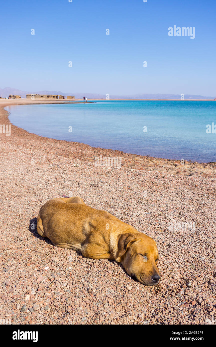 Einen süßen Hund schläft auf dem Strand an der blauen Lagune in Dahab City  in South Sinai, Ägypten Stockfotografie - Alamy