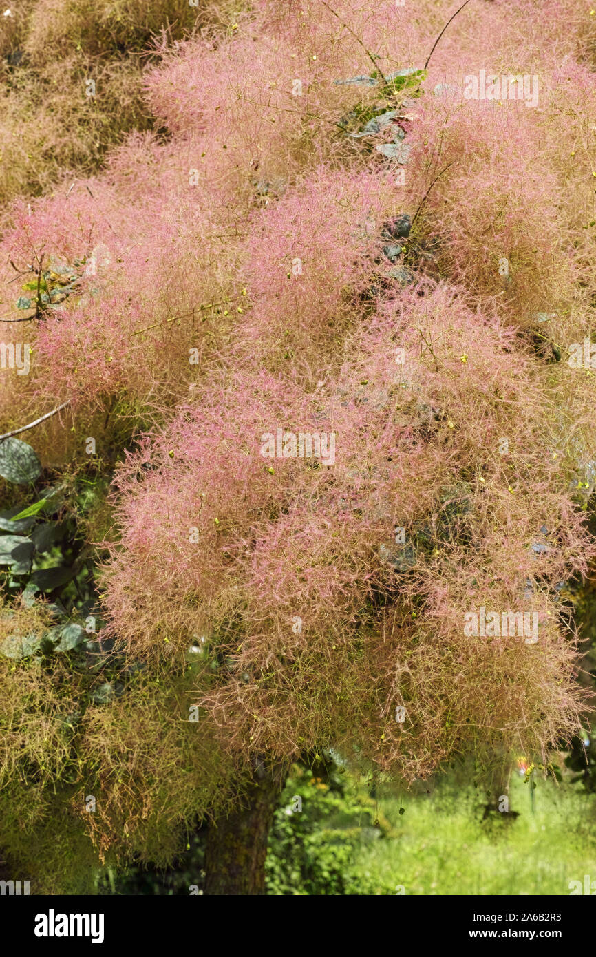 Detail der Blütenstände einer Rauch Baum in voller Blüte. Stockfoto