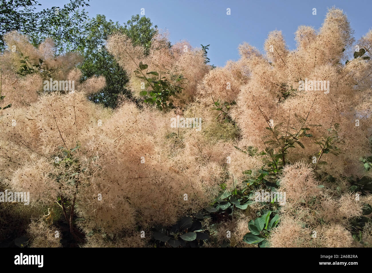 Infructescenses smoketree oder Baum der Nebel Stockfoto