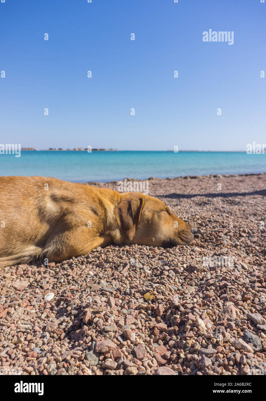 Einen süßen Hund schläft auf dem Strand an der blauen Lagune in Dahab City in South Sinai, Ägypten. Stockfoto