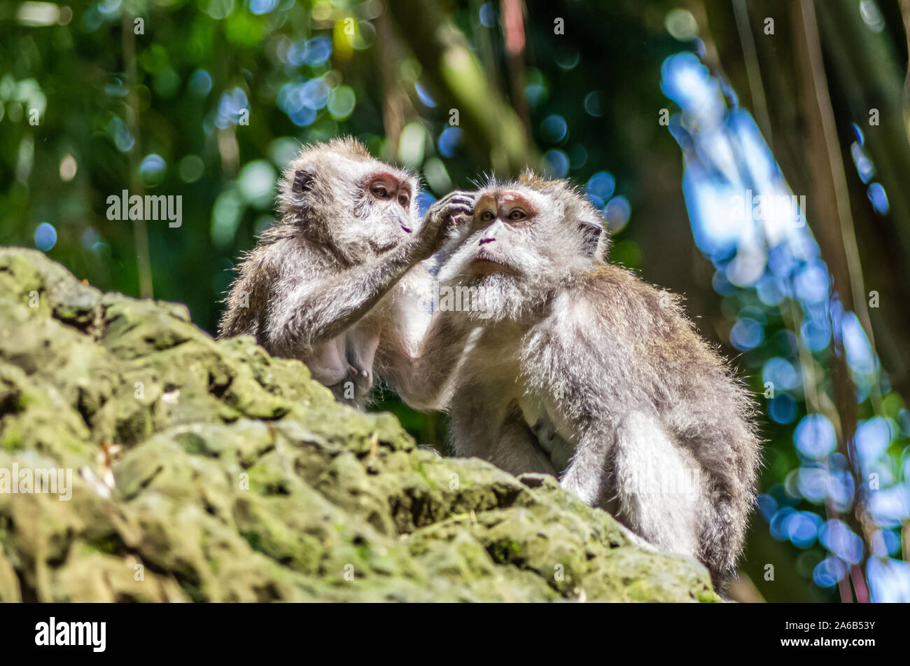 Zwei wilde Affen in der heiligen Monkey Forest Park, Ubud, Bali, Indonesien Stockfoto