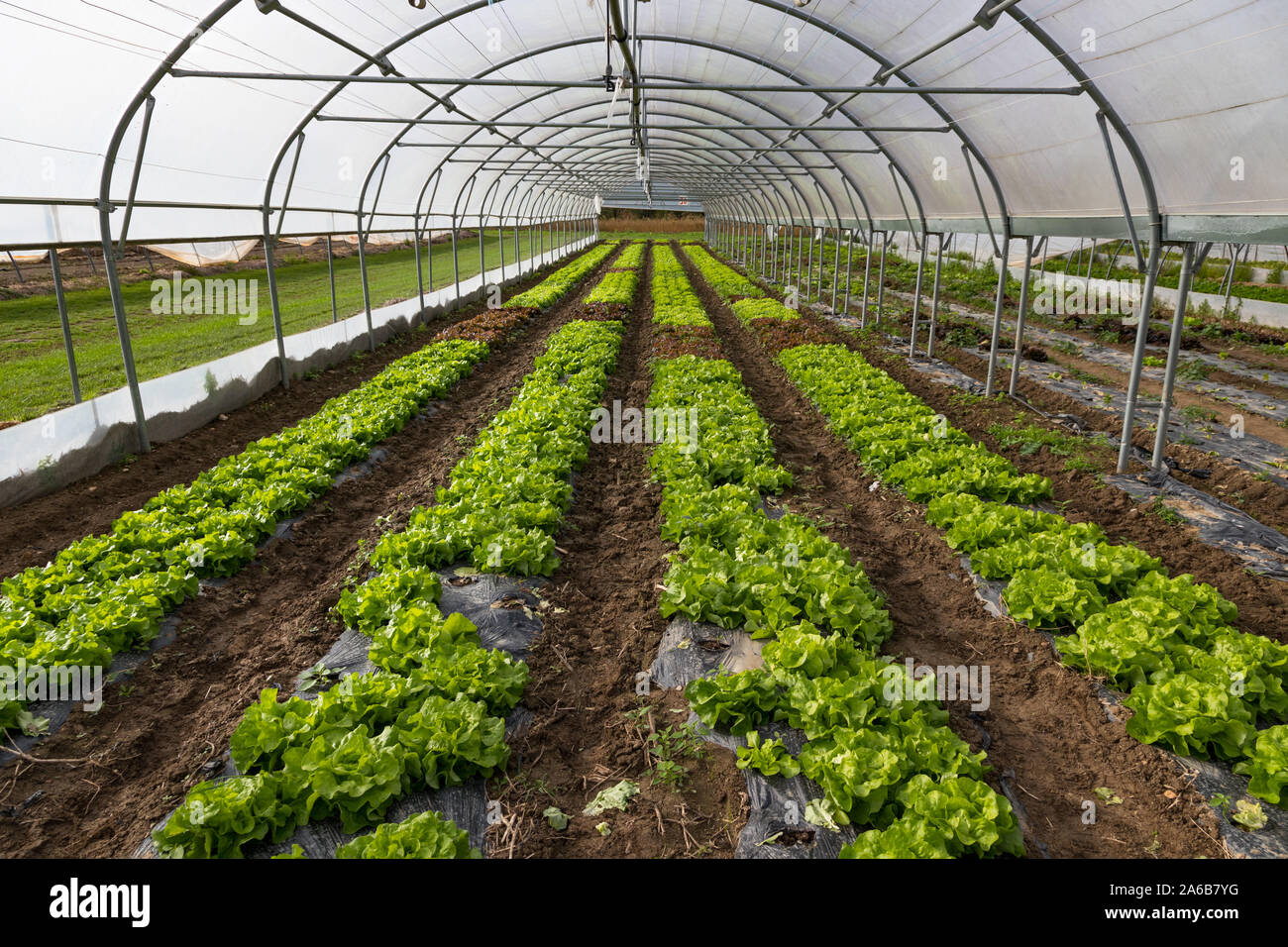 Pulsierende grüne Salat in einem grünen Haus Stockfoto
