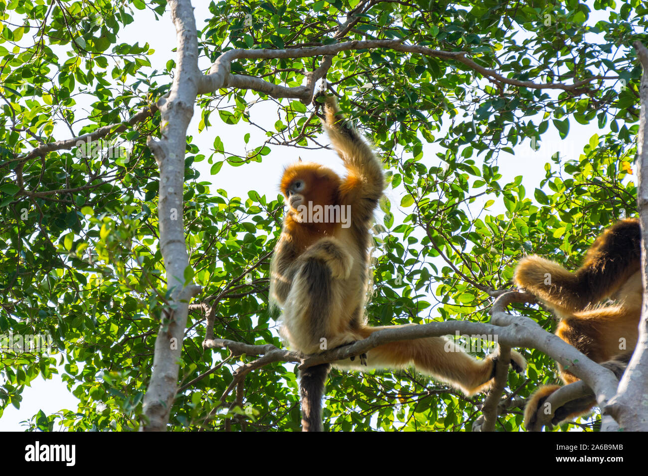 Golden snub-gerochene Monkey (Rhinopithecus roxellana) hängen an Bäumen, eine alte Welt Affen in der unterfamilie Colobinae. Er ist endemisch auf einen kleinen Bereich in Stockfoto