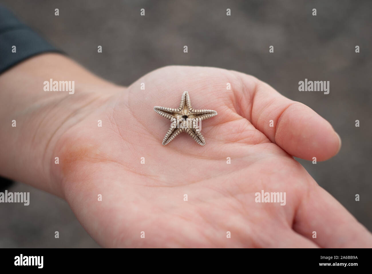 Kleine Seesterne, am Strand angeschwemmt, in den Händen einer Frau Stockfoto