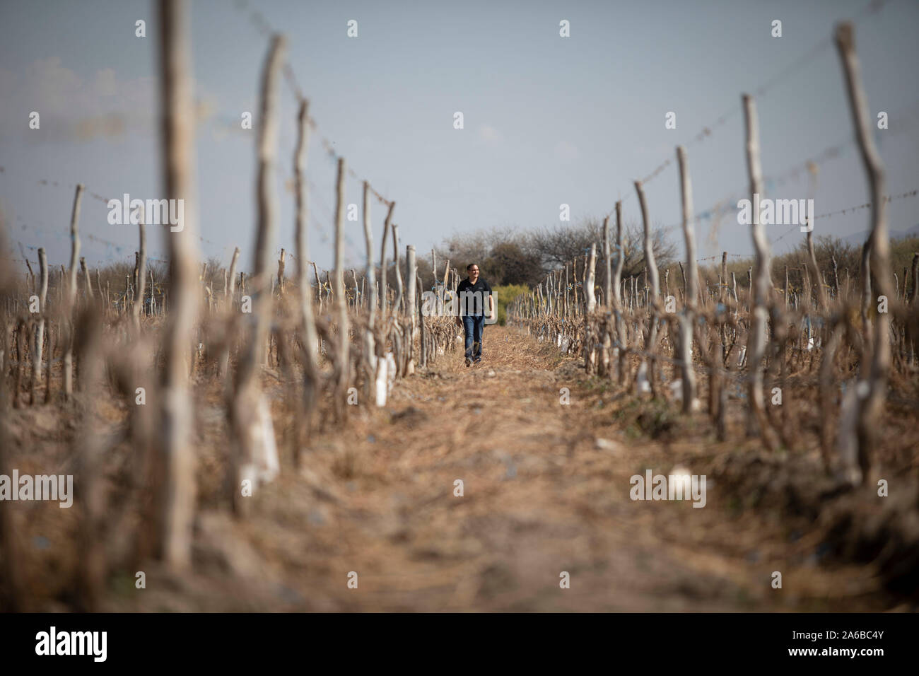 Buenos Aires. 25 Sep, 2019. Ein Arbeiter geht in einem Weinberg in Catamarca, Argentinien, Sept. 25, 2019. Fünf führenden argentinischen Weingüter ihre Consumer Market in China durch die Teilnahme an der zweiten internationalen Import China Expo (CIIE), in der ostchinesischen Stadt Shanghai am 07.11.5-10 gehalten zu werden. Gehen MIT "Funktion: Argentinische Premium Weine an China Import Expo 'Credit Debüt: Martin Zabala/Xinhua/Alamy leben Nachrichten Stockfoto