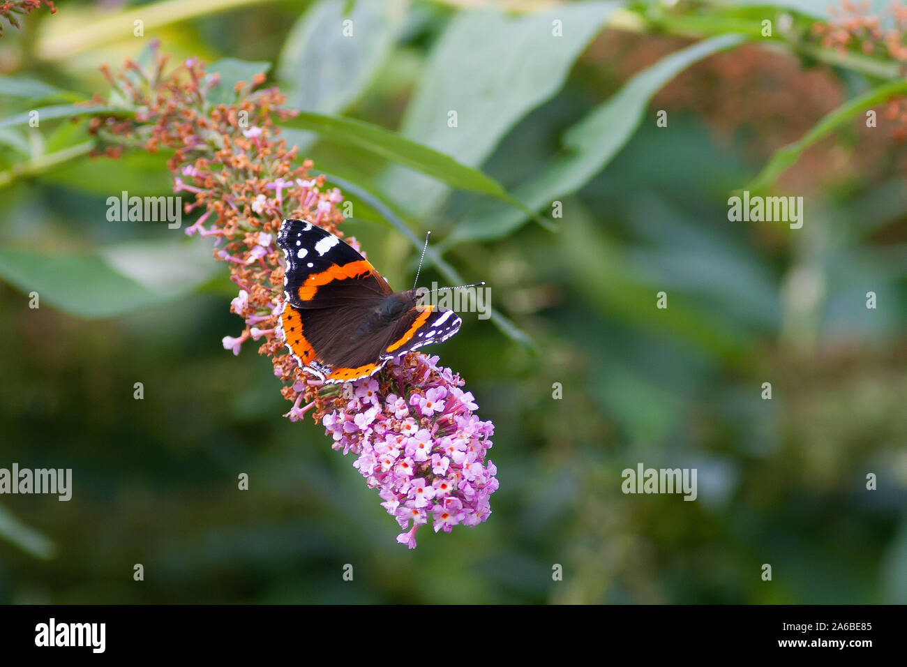 Red Admiral Schmetterling auf Sommerflieder Stockfoto