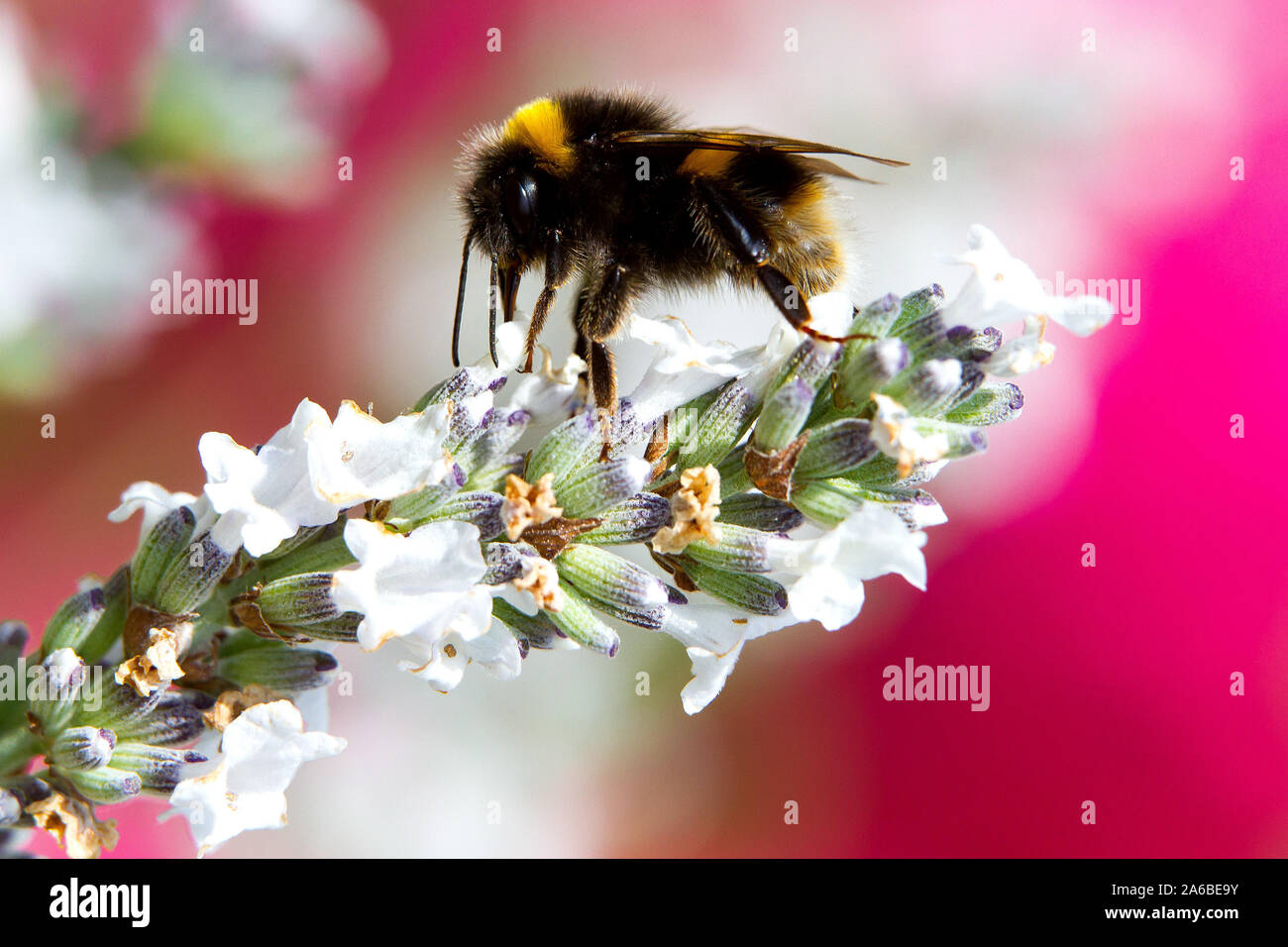 Britische Biene auf Blume Stockfoto