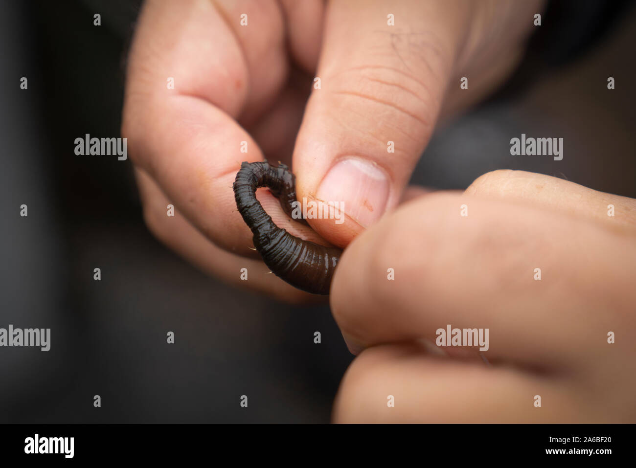 Nahaufnahme der Hände des Menschen Hetze ein Angeln Haken mit schwarzen Wattwurm Stockfoto