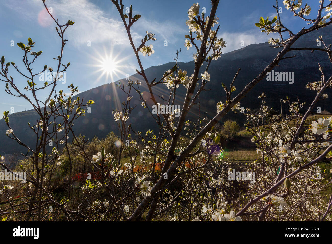 Pflaumenbaum Blumen mit der Sonne im Hintergrund Stockfoto