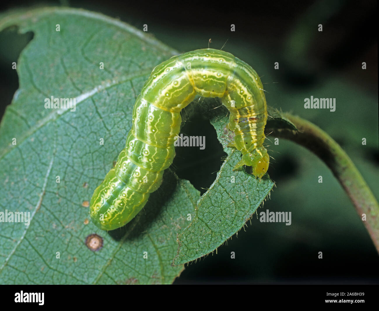 Kohl Looper (trichoplusia Ni) Grün, Weiß Caterpillar auf beschädigten Baumwolle Blatt, Mississippi, USA gestreift, Oktober Stockfoto