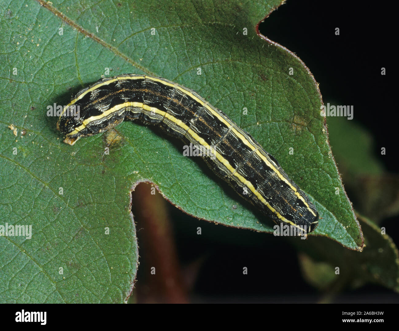 Südliche armyworm (Spodoptera eridania) Caterpillar Fütterung auf ein Blatt aus Baumwolle, North Carolina, USA Stockfoto