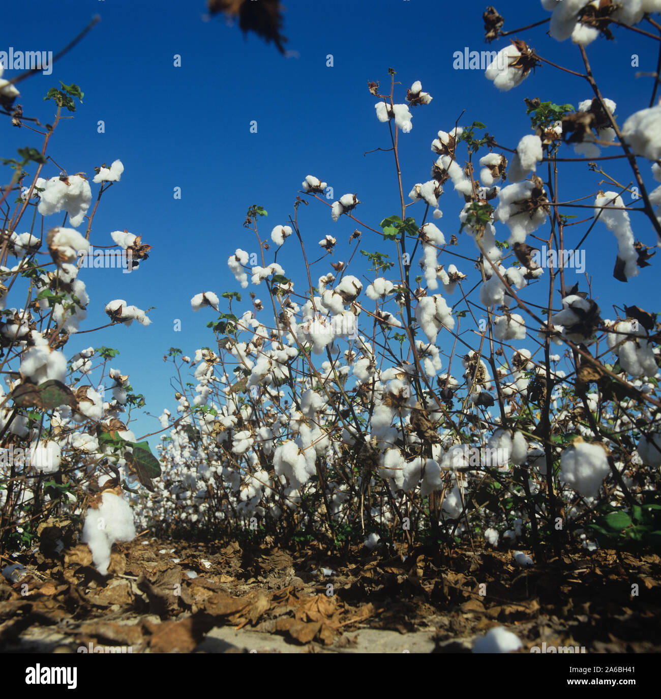 Ausgetrocknete fast blattlosen Baumwollernte in offenen Boll und bereit zu ernten vor blauem Himmel, Louisiana, USA, Oktober. Stockfoto