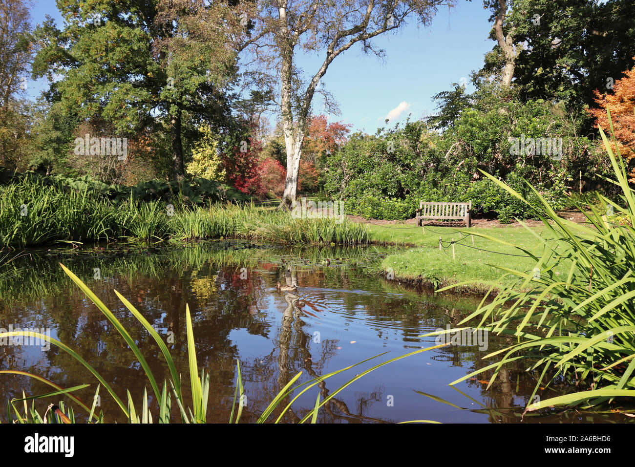 Water Pond Water Ripples Stockfotos und bilder Kaufen Alamy
