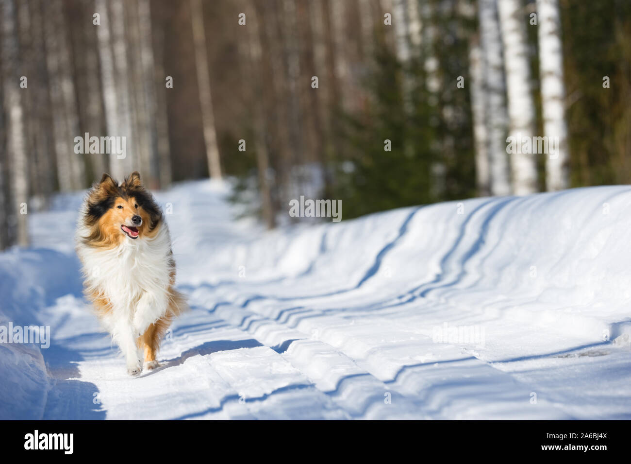 Rough collie im Schnee läuft. Stockfoto