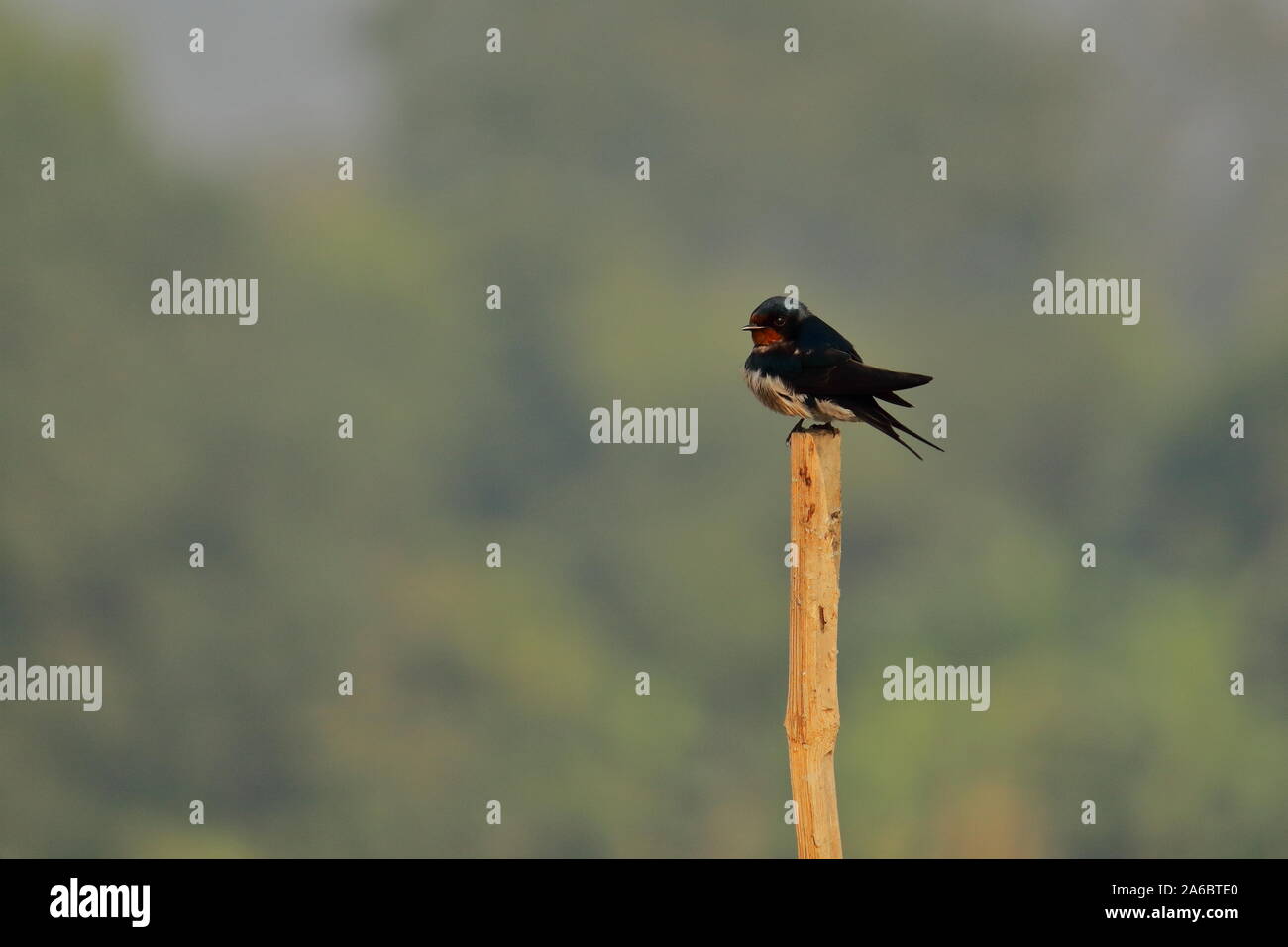 Eine Rauchschwalbe (Hirundo rustica) sitzt auf Niederlassung bei Chupir Char oder Chupi See oder purbasthali Vogelschutzgebiet in West Bengal, Indien Stockfoto