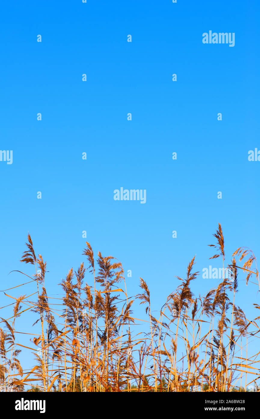 Schilf (Phragmites australis) gegen den klaren blauen Himmel. Stockfoto