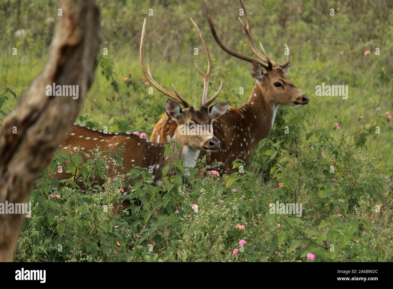 Männliche chital oder cheetal oder Spotted Deer (Achse) in Bandipur National Park in Indien, Karnataka. Dieser Park ist ein Teil der Nilgiri Biosphärenreservat Stockfoto