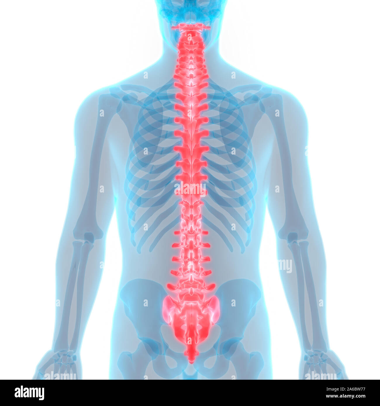 Die Wirbelsäule von menschlichen Skelett System Anatomie ...