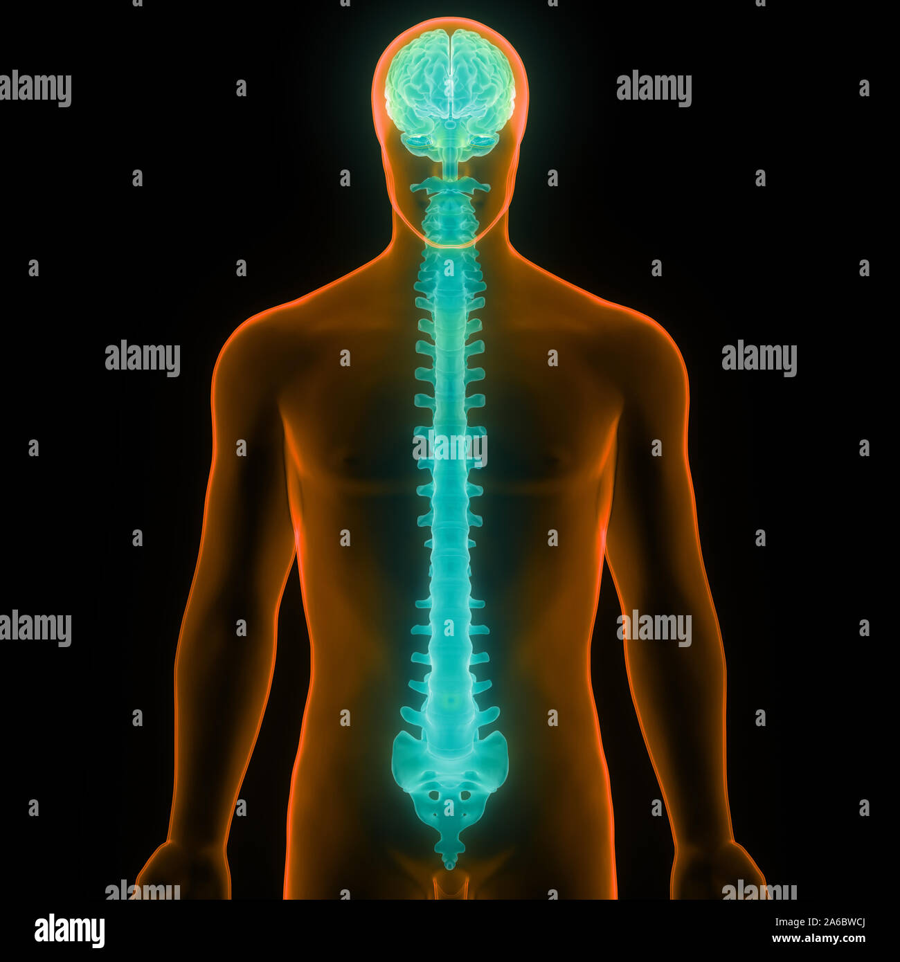 Die Wirbelsäule von menschlichen Skelett System Anatomie Stockfoto