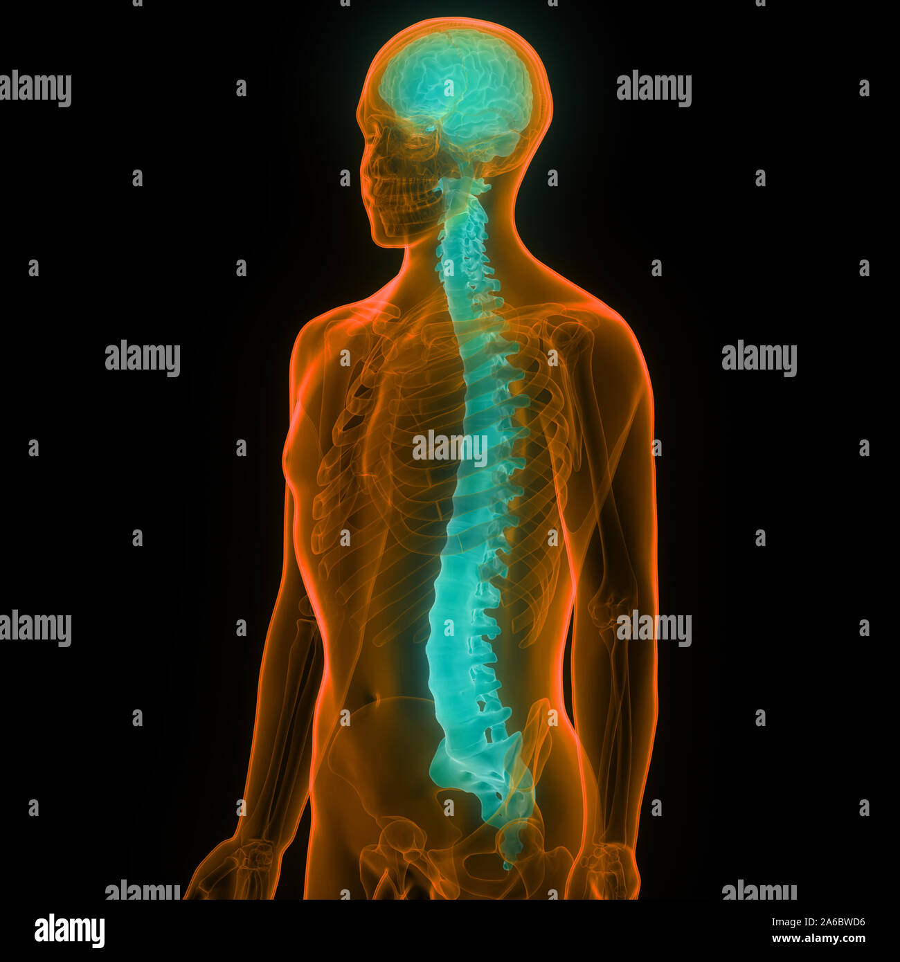 Die Wirbelsäule von menschlichen Skelett System Anatomie Stockfoto