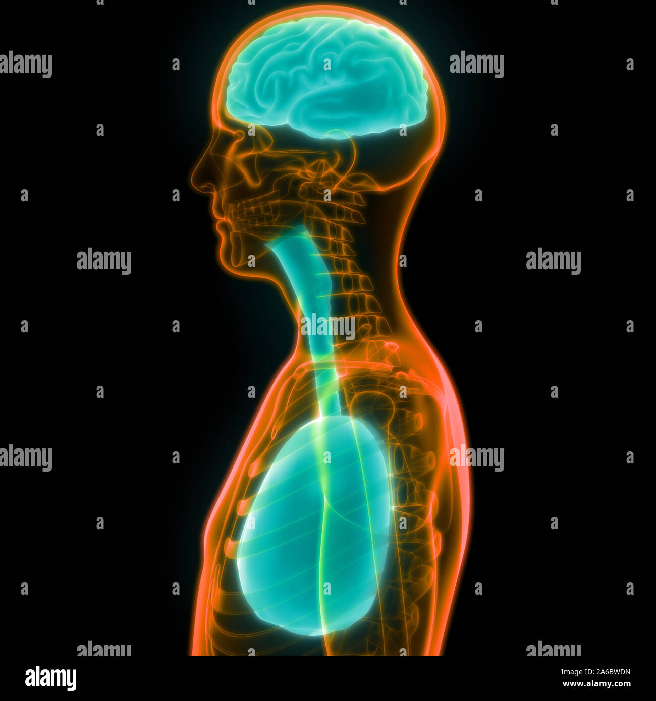 Menschliche innere Organe Gehirn mit Atemwege Anatomie Stockfoto