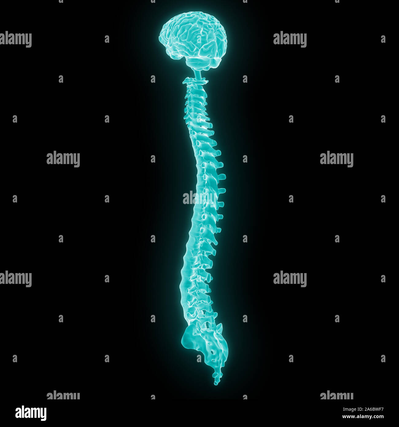 Die Wirbelsäule von menschlichen Skelett System Anatomie Stockfoto