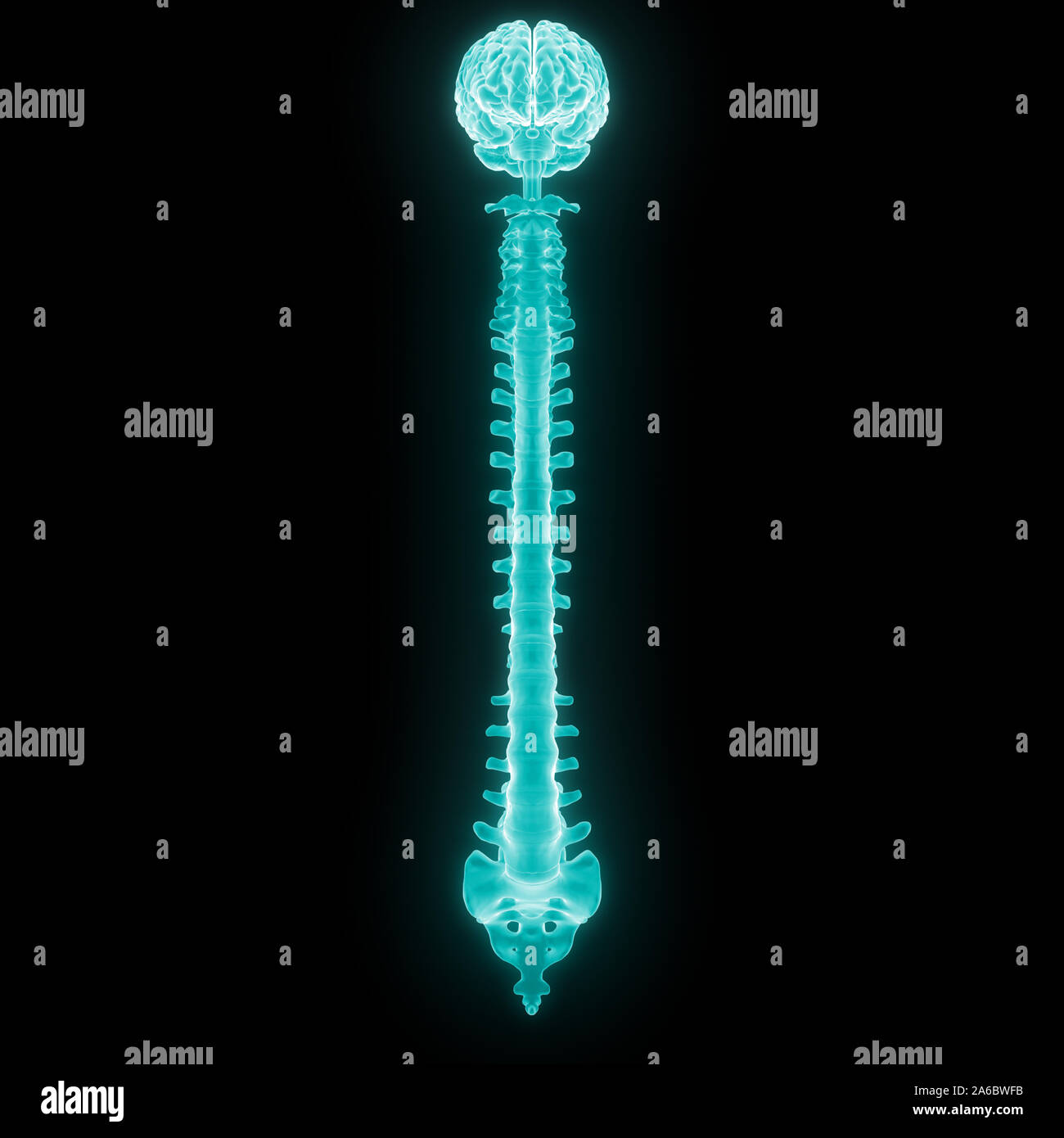 Die Wirbelsäule von menschlichen Skelett System Anatomie Stockfoto