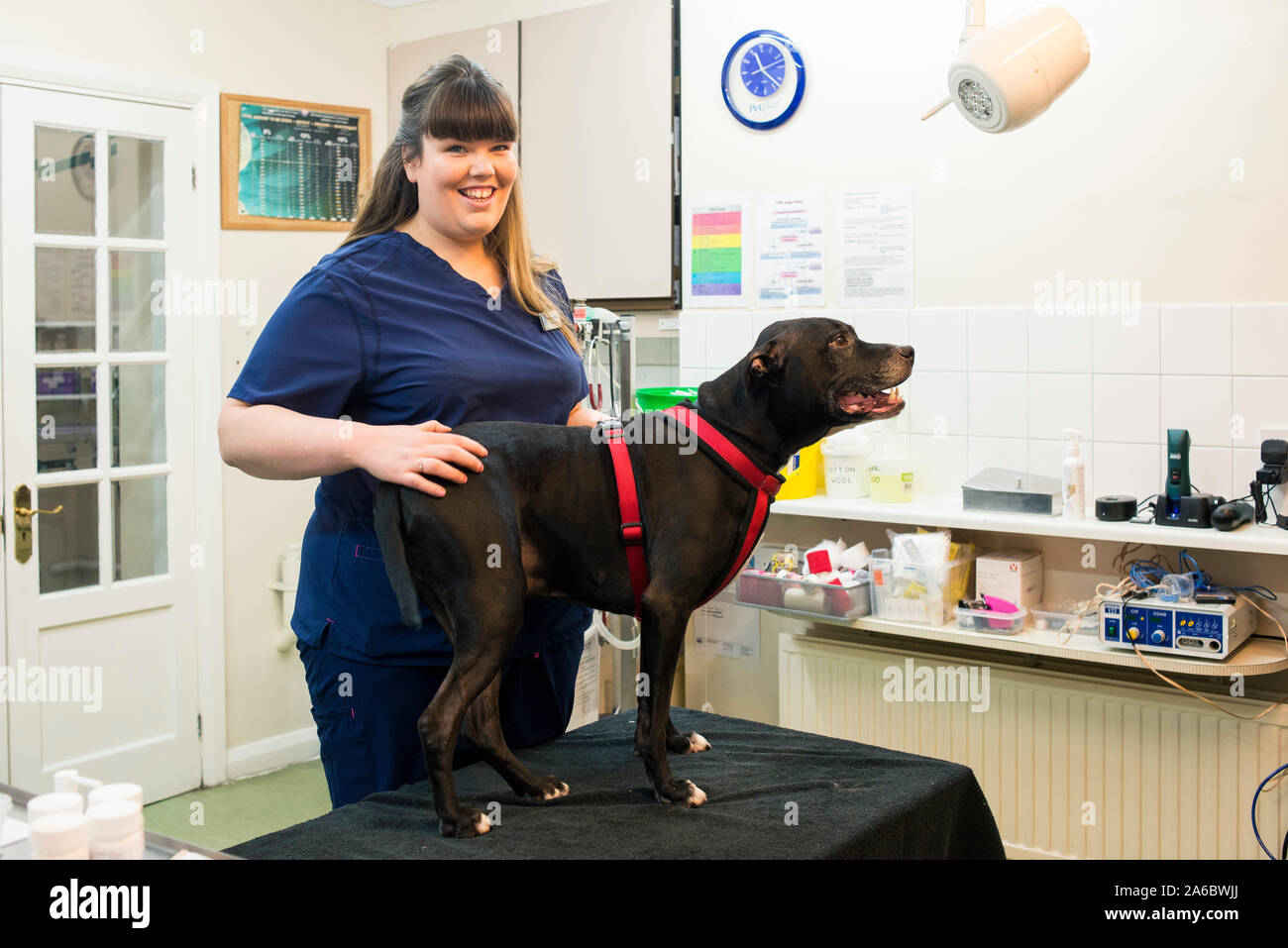 Lokale Tierärzte behandeln ein Hund in der Chirurgie Stockfoto