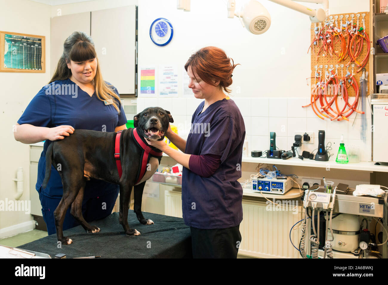 Lokale Tierärzte behandeln ein Hund in der Chirurgie Stockfoto