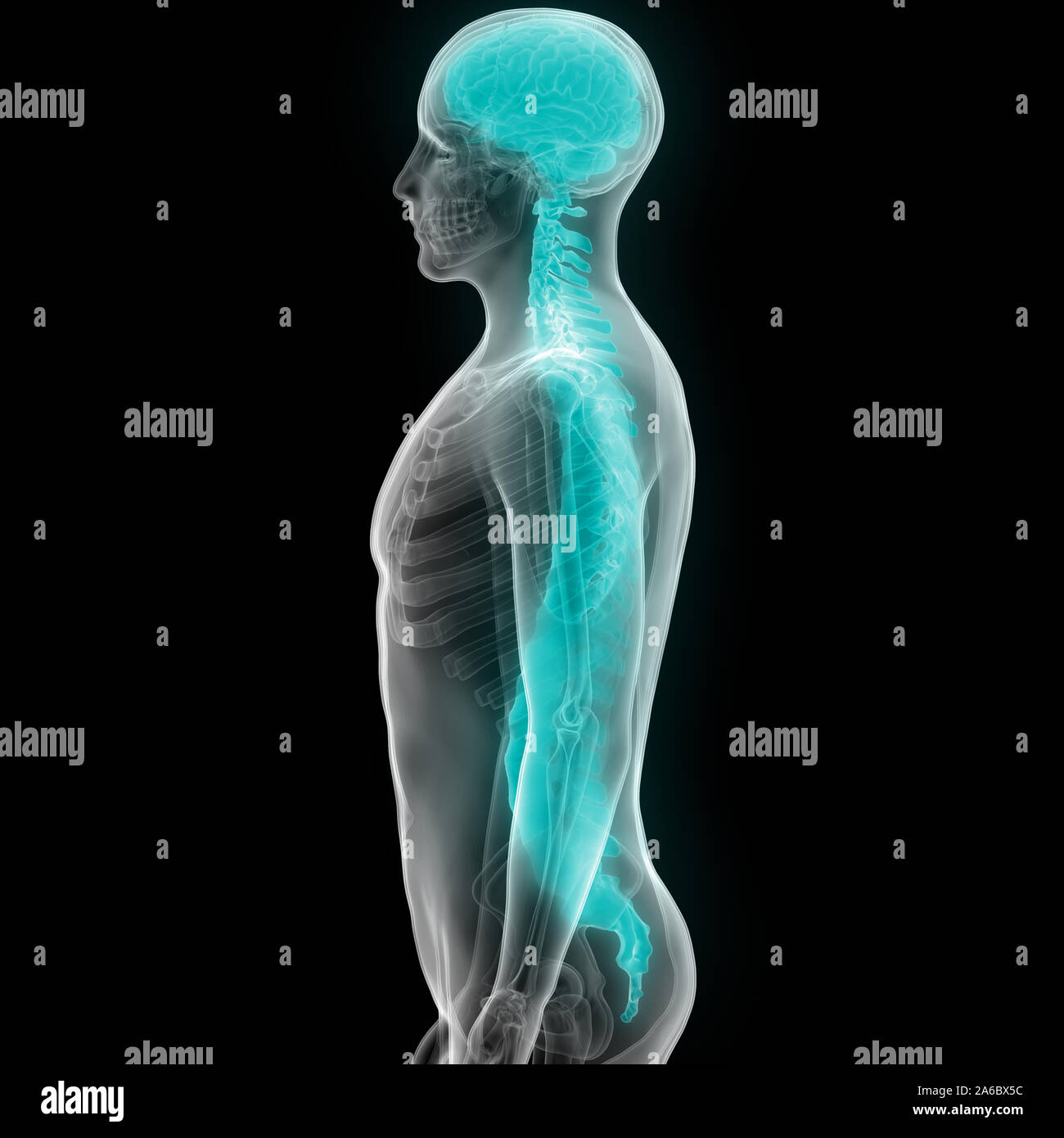 Die Wirbelsäule von menschlichen Skelett System Anatomie Stockfoto